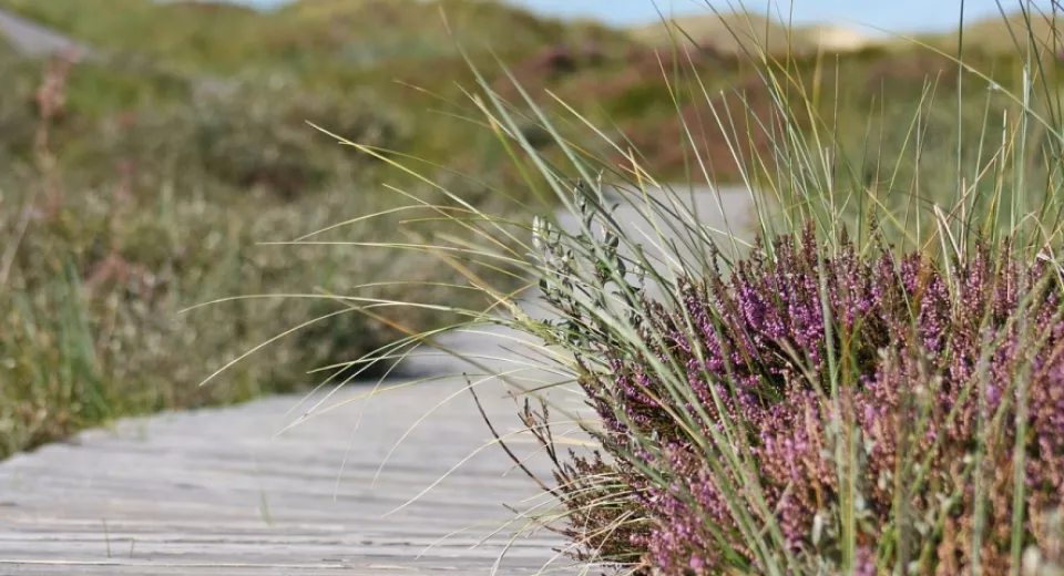kustwandeling natuur