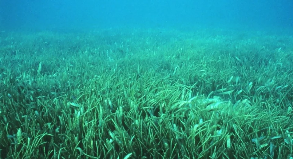 seagrass