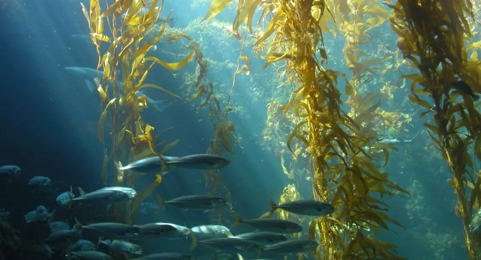 vissen zeewier onderwater 