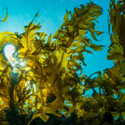 Aquacultuur