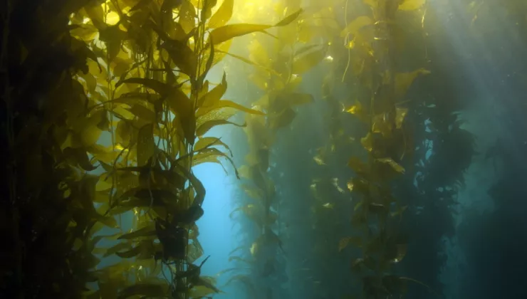 onderwater algen 