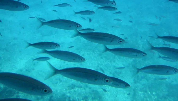 fish in blue water