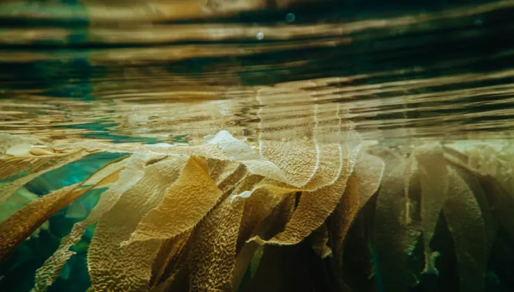 kelp onderwater