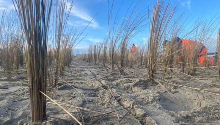 planten helmgras in zand 