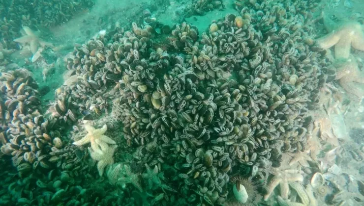 Under water coral 