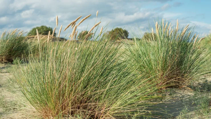 Marram grass 