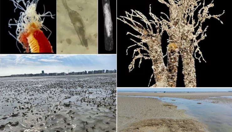 LANICE project compilation