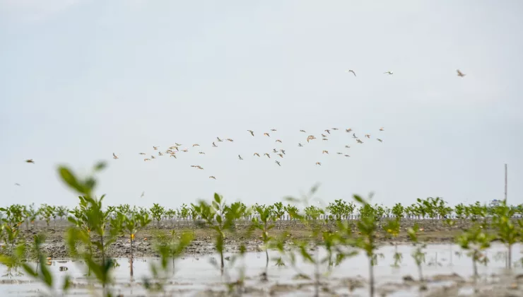 AquaForest mangroves