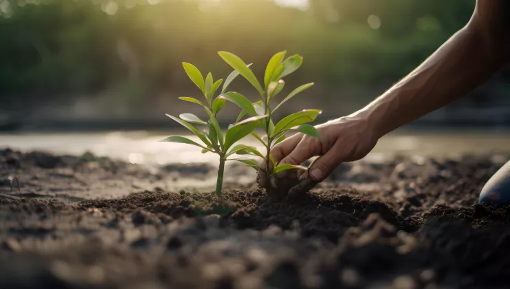 Nature restoration